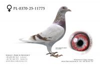 PL-0370-25-11775 - samica