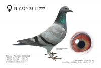 PL-0370-25-11777 - samica