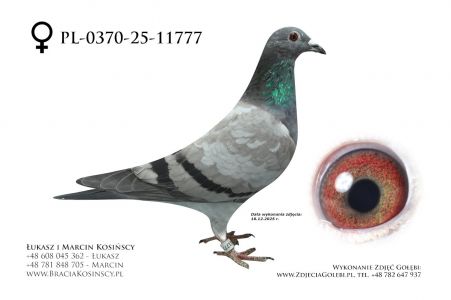 PL-0370-25-11777 - samica