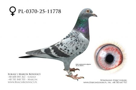 PL-0370-25-11778 - samica