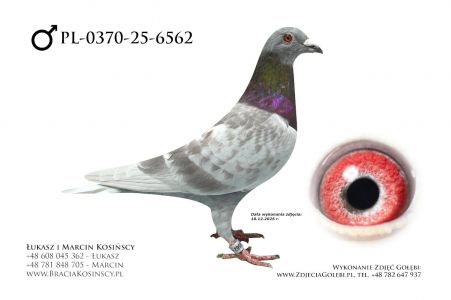 PL-0370-25-6562 - samiec