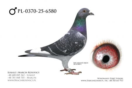 PL-0370-25-6580 - samiec