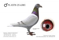 PL-0370-25-6583 - samiec