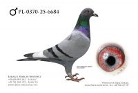 PL-0370-25-6684 - samiec