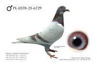 PL-0370-25-6729 - samiec