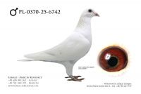 PL-0370-25-6742 - samiec