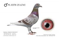 PL-0370-25-6743 - samiec