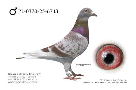 PL-0370-25-6743 - samiec