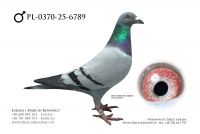 PL-0370-25-6789 - samiec