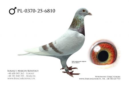 PL-0370-25-6810 - samiec