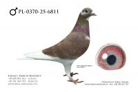 PL-0370-25-6811 - samiec