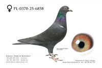 PL-0370-25-6858 - samica