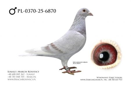 PL-0370-25-6870 - samiec