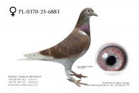 PL-0370-25-6883 - samica