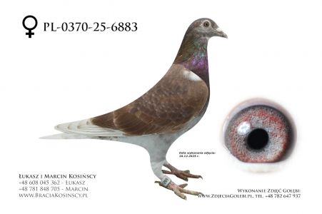 PL-0370-25-6883 - samica