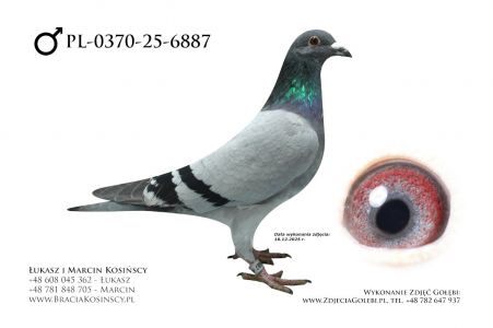 PL-0370-25-6887 - samiec