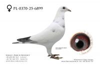 PL-0370-25-6899 - samica