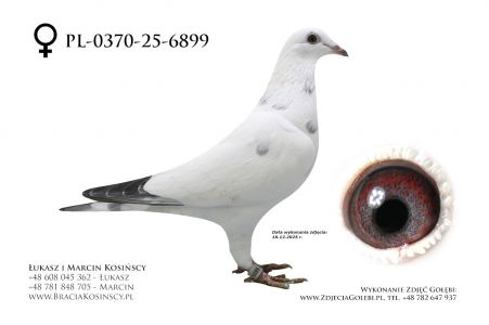 PL-0370-25-6899 - samica