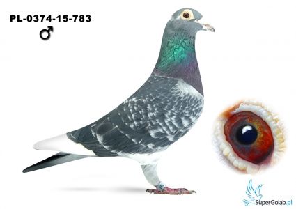 PL_0374-15-783 100% Batenburg - Van de Merwe