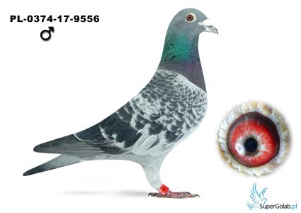 PL-0374-17-9556 - 100% Robert Zgud