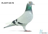 PL-0377-25-78 9. OKRĘG WŁOCŁAWEK