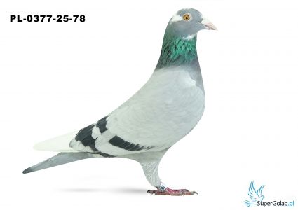 PL-0377-25-78 9. OKRĘG WŁOCŁAWEK