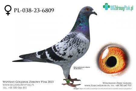 PL-038-23-6809: WALDEMAR  POLAK 1  prawdopodobnie samica