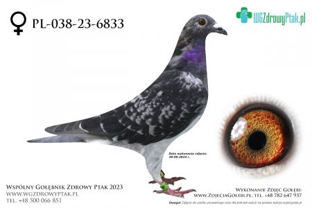 PL-038-23-6833: WALDEMAR POLAK 2, 71. Lotnik, m in 20m, 42m z FINAŁU  prawdopodobnie samica