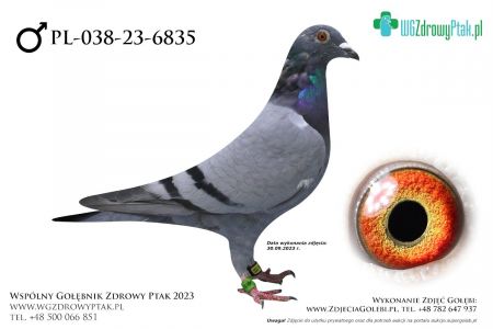 PL-038-23-6835: WALDEMAR POLAK 2, 19. Lotnik, m in 8m, 15m, 18m z FINAŁU  prawdopodobnie samiec