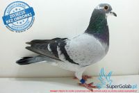 PL-0380-17-9501