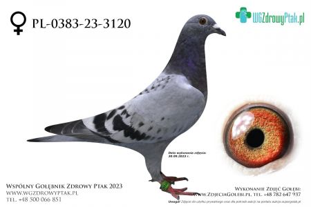 PL-0383-23-3120: GORSKI GICZEWSKI, 39. Lotnik, m in 1m z FINAŁU  prawdopodobnie samica
