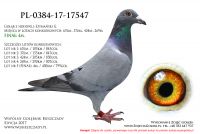 PL-0384-17-17547