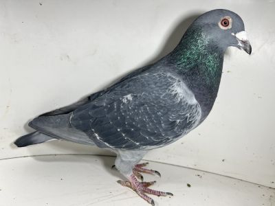 PL-0384-20-14609 Najlepszy lotnik Okręgu