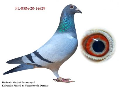 Pl-0384-20-14629 gołąb lotowany