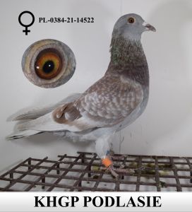 PL-0384-21-14522 - gołębie dalekodystansowe (100% MIlitary Rogala)