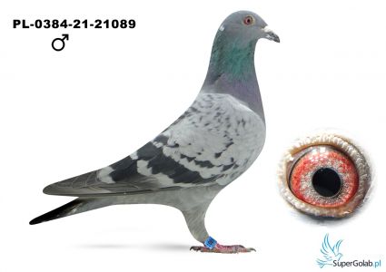 PL-0384-21-21089  Mocarscy T & W