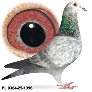 PL-0384-25-1396 inbred Pitbulla