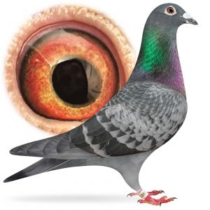 PL-0384-25-1664 Podwójny wnuk 1-Asa Polski „Błachnio”