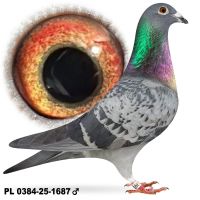 PL-0384-25-1664 Podwójny wnuk 1-Asa Polski „Błachnio”