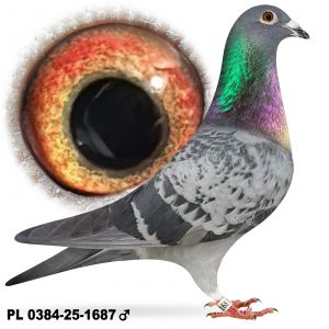 PL-0384-25-1664 Podwójny wnuk 1-Asa Polski „Błachnio”