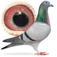 PL-0384-25-1671 Podwójny wnuk 1-Asa Polski „Błachnio”