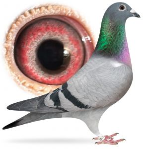 PL-0384-25-1676 Wnuczka 12 Samicy Polski Wnuczka MAD MAX A&W Drapa