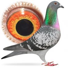 PL-0384-25-1678 Wnuk De Kittel x Wnuczka 1-rocznego Polski