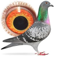 PL-0384-25-1678 Wnuk De Kittel x Wnuczka 1-rocznego Polski