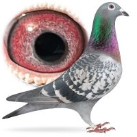 PL-0384-25-1679 syn 1 lotnika regionu x córka super lotniczki (wnuczka olimpijki)