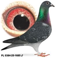 PL-0384-25-1685 100% Jos Vercammen Inbred Mustang