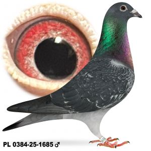 PL-0384-25-1685 100% Jos Vercammen Inbred Mustang