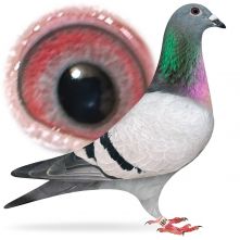 PL-0384-25-1694 Wnuk Pokerface