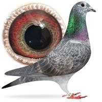 PL-0384-25-1698 wnuk Pitbulla x wnuczka Super Bolt