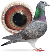 PL-0384-25-1698 wnuk Pitbulla x wnuczka Super Bolt